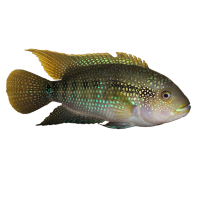 Imagem do produto Jack Dempsey
